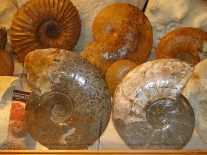 Ammonites- expo Dépré_resultat