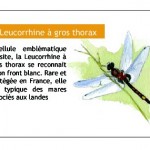 Libellule rare et protégée en France: la leucorrhine.